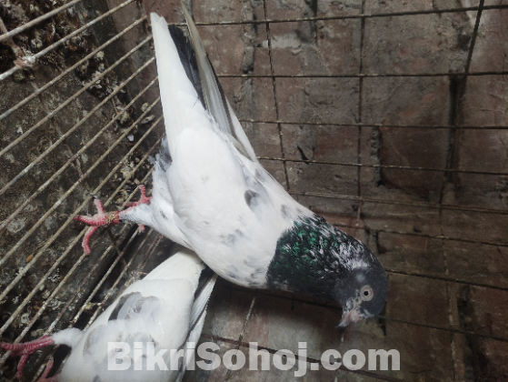 পাকিস্তানি কবুতর